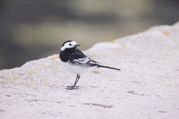 Wall Mural - A very small black and white bird on a hard surface