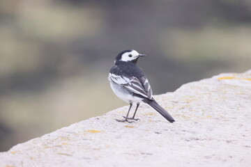 Wall Mural - A very small black and white bird on a hard surface