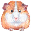 Watercolor guinea pig Hand drawn pet illustration