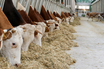 cows on the farm