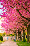 Fototapeta Las - cherry tree blooming pink anime style Japan carinthia austria spring colorful