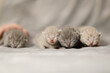 Sesja zdjęciowa nowo narodzonych tygodniowych kociaków brytyjskich krótkowłosych niebieskowłosych rasowych Brytyjczyków.