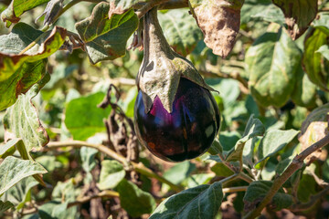 Wall Mural - Eggplant on a field in Sotira city, Famagusta district in Cyprus island country