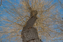 Looking Up, Bare Willow Tree On Blue Sky, Wintertime