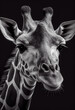 Schwarz weiß Portrait von einem Giraffe. Perfektes afrikanisches Wandbild - Generative Ai