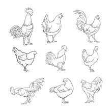 Hand Drawn Collection With Lines Of Chickens