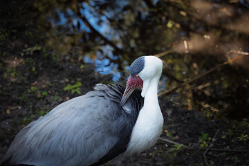 Wattle Crane