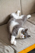 © chendongshan - British shorthair cat stretching on the sofa