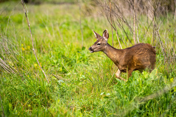 Poster - A young California Mule Deer (Odocoileus hemionus californicus) on a meadow. 