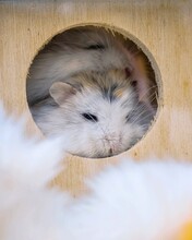 Roborovsky's Hamster Is Sleeping In His House