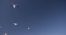 Seagulls Flying Against Blue Sky In Slow Motion