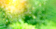© Алексей Филатов - Colorful summer, spring bokeh background. Abstract soft green texture. Green color. Selective focus