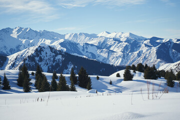 Wall Mural - Classic mountain winter landscape with forest, snow and blue sky.