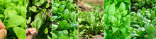 Collage Of Spinach Plants. Banner For Vegan Plant Based Diet Healthy Lifestyle Superfoods Concept