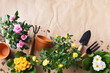 Gardening spring composition from houseplants with blooming flowers in pots and gardening tools. Womans hobby and floriculture concept.