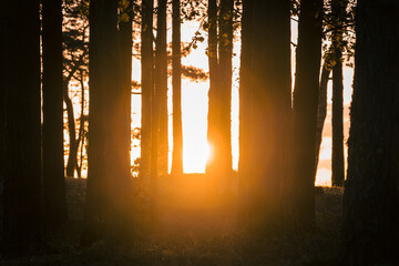 Wall Mural - Glowing sunset in a dark coastal pine forest with tree trunks in the foreground