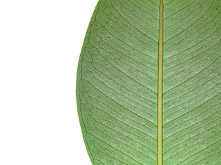 An isolated leaf of the plant. Part of the sheet. Lemon leaf. View from above. Close-up. Copy space
