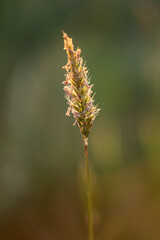 Canvas Print - Wild herb closeup at sunset