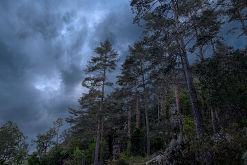 Sticker - Hillside forest against stormy sky