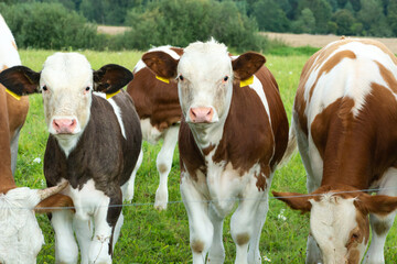 Wall Mural - Two cow calves in a herd in the meadow