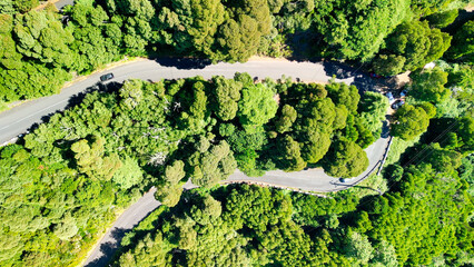 Wall Mural - Downward aerial view of a beautful windy road across a forest