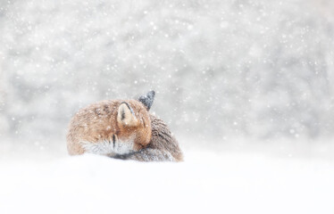 Wall Mural - Close-up of a sleeping Red fox in the falling snow in winter