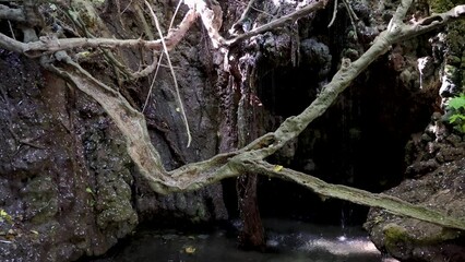 Canvas Print - Natural grotto of Baths of Aphrodite Botanical Garden in Akamas National Forest, Cyprus