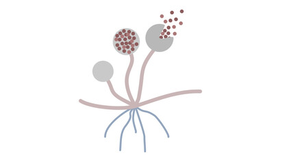 simple illustration of fungi rhizopus oryzae