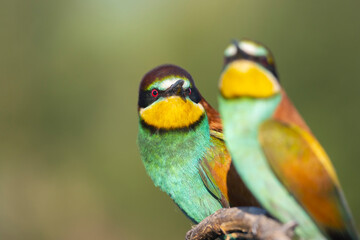 Wall Mural - contemptuous glance, two birds on a branch