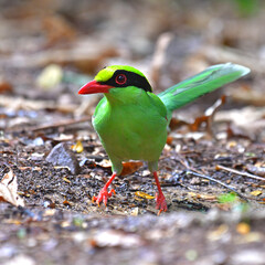 Common Green Magpie Bird