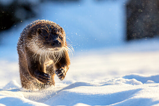 Wall Mural -  - European otter Lutra lutra running in snow during winter