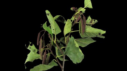 Wall Mural - Time lapse of drying Alder tree leaves in RGB + ALPHA matte format isolated on black background

