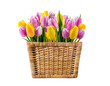 Purple and yellow tulips in a wicker basket on a transparent background