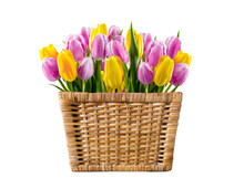 Purple And Yellow Tulips In A Wicker Basket On A Transparent Background