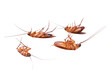 Cockroach isolated on transparent png.