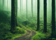 eerie and beautiful foggy forest landscape