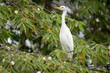 The great egret (Ardea alba), also known as the common egret, large egret, or (in the Old World) great white egret or great white heron is a large, widely distributed egret.
