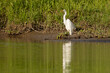 The great egret (Ardea alba), also known as the common egret, large egret, or (in the Old World) great white egret or great white heron is a large, widely distributed egret.