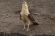 The yellow-headed caracara (Daptrius chimachima) is a bird of prey in the family Falconidae. It is found in tropical and subtropical South America and the southern portion of Central America.