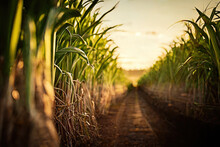 Plantations of sugar cane