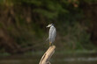 The yellow-crowned night heron (Nyctanassa violacea), is one of two species of night herons found in the Americas, the other one being the black-crowned night heron.