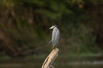 Wall Mural - the yellow-crowned night heron (nyctanassa violacea), is one of two species of night herons found in