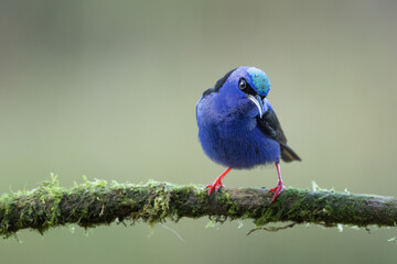 Wall Mural - The red-legged honeycreeper (Cyanerpes cyaneus) is a small songbird species in the tanager family (Thraupidae). It is found in the tropical New World from southern Mexico south to Peru, Bolivia.