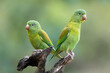 The orange-chinned parakeet (Brotogeris jugularis), also known as the Tovi parakeet, is a small mainly green parrot of the genus Brotogeris. It is found from Mexico, through Central America.