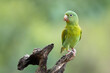 The orange-chinned parakeet (Brotogeris jugularis), also known as the Tovi parakeet, is a small mainly green parrot of the genus Brotogeris. It is found from Mexico, through Central America.