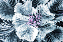 
Blue Fluid Art Painted Abstract Flower With Pink Stamens On Black Background