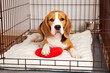 Cute beagle dog is lying in a pet cage. Wire box for keeping and safe transportation of the animal. 