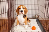Fototapeta  - The cute beagle dog is sitting in a cage. Wire crate for keeping and safe transportation of pets.