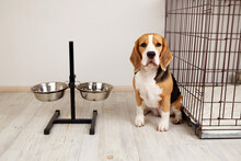 Cute Dog Beagle Is Sitting In The Room By The Bowls For Food And Water. The Animal Is Waiting For Feeding. 