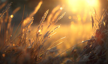 Golden Sunlight Illuminates The Wild Forest Grass In This Stunning Macro Shot